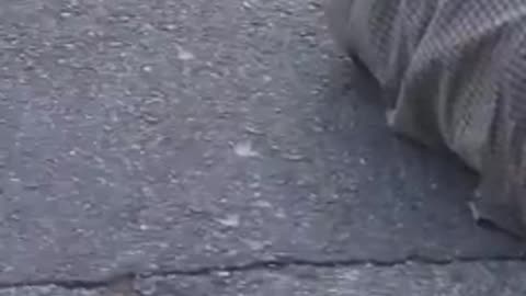BAIT MOPED