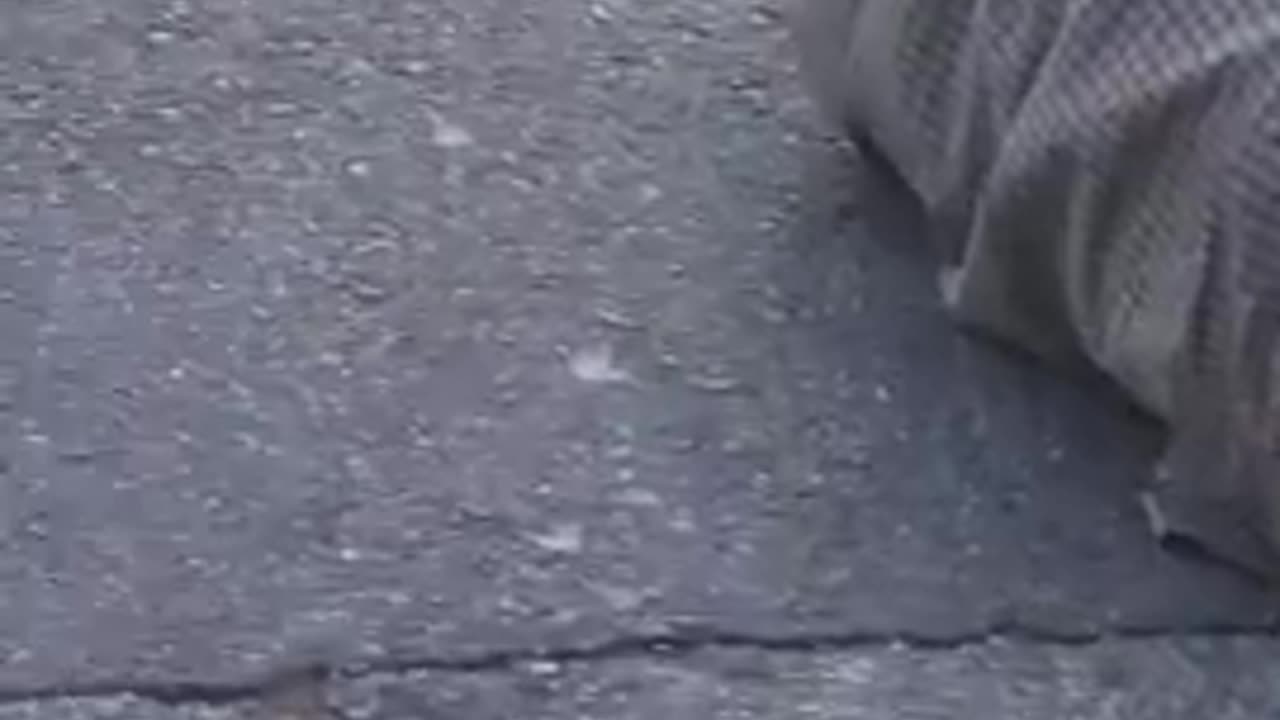 BAIT MOPED