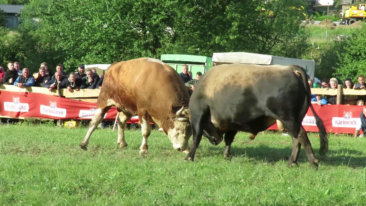 Brizan od Patkovića vs Zećo od Mostića Ilijaš 2025