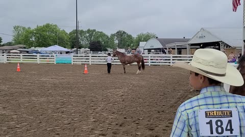 Showmanship is Diva's worst class!