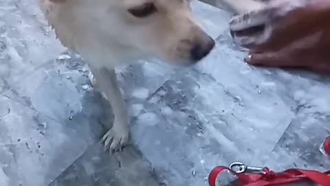 Chiku Ko nahane ka huwa man