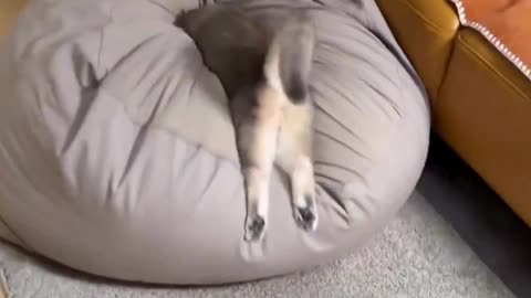 Night Shift Workers | Funny Cat Video | Tired Cat Collapse