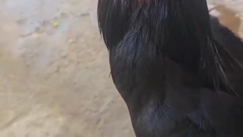 Pierced Rooster