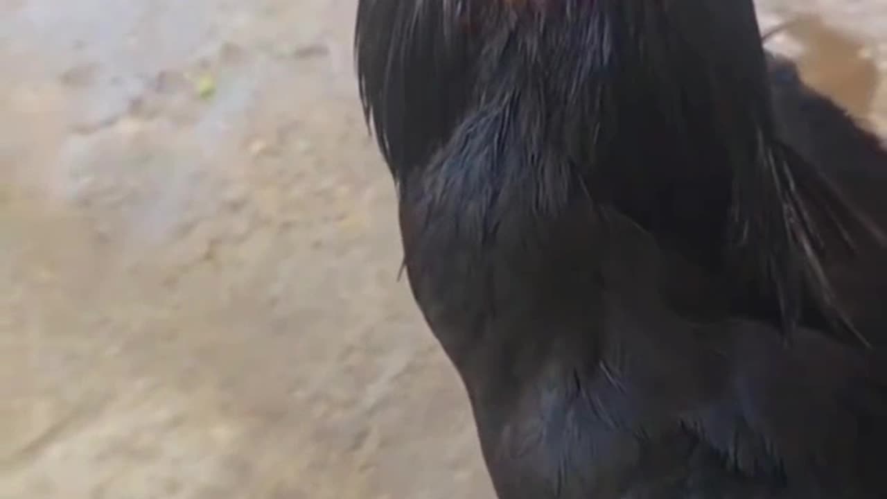 Pierced Rooster