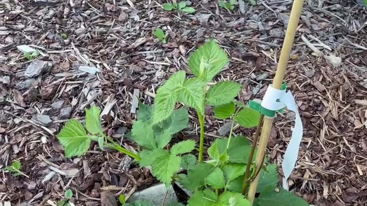 New Fruit Tree Showing Strength