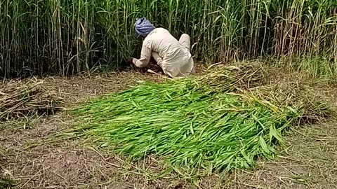 My village Bajra Cutting