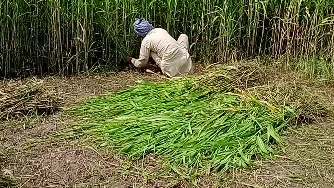 My village Bajra Cutting