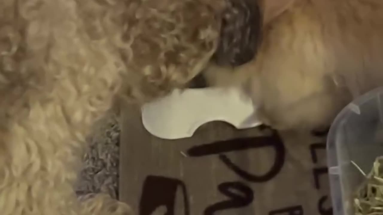 Bunny Doesn't Want to Share With Dog