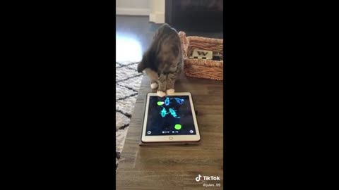 Funny Cat Videos