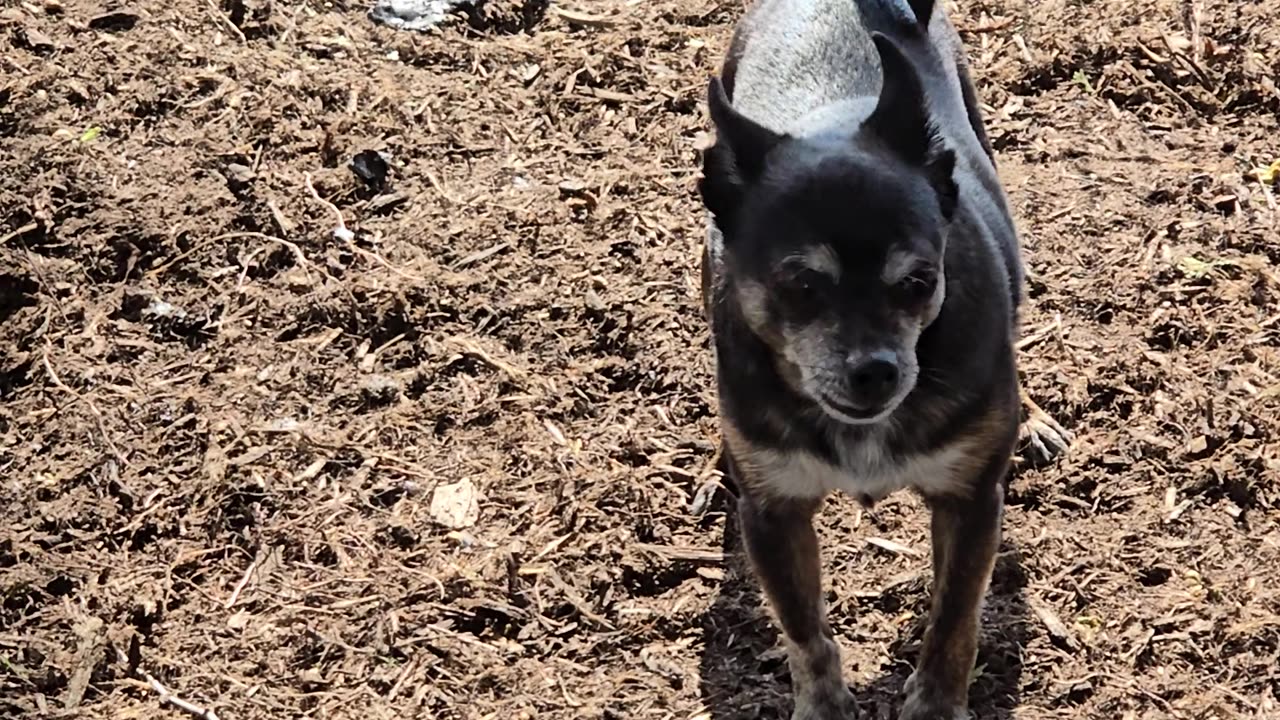 Small dog.