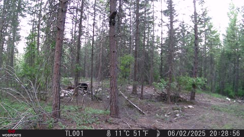 Cub Climbs Up a Tree