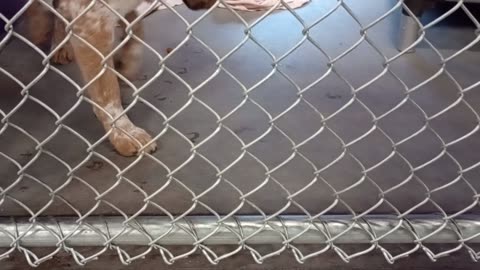 Bingo 1y Pet Id 947829 kennel 10 HSSAZ shelter 💗he's in more open kennel, see him better20250815610