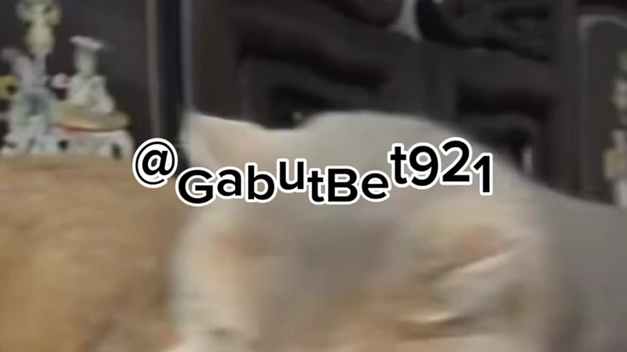 funny cat