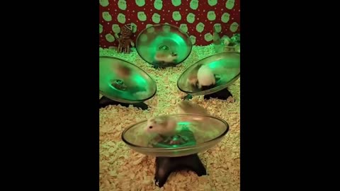 Hard Party