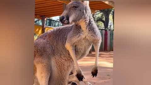 Animals funny Moments