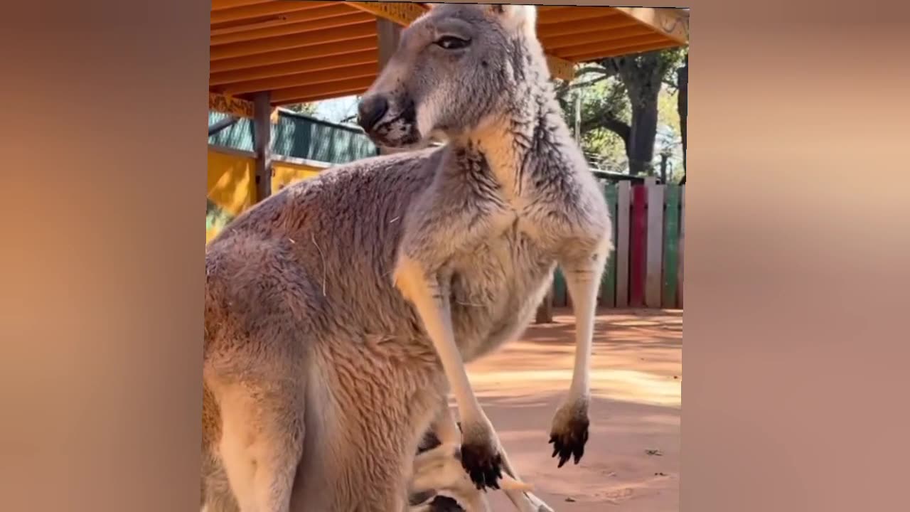 Animals funny Moments