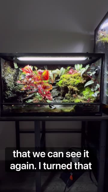 250 Day Old Indoor Ecosystem!