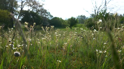 2 minutes of tranquility: Wild Flower Meadow Relaxation