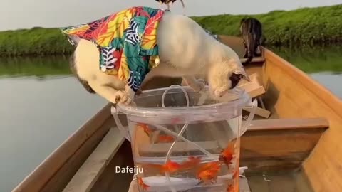 Entertainment content