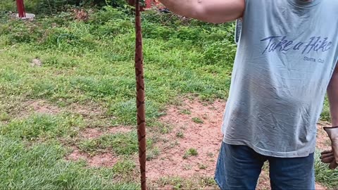 Copperhead infestation!!! This is crazy!!!