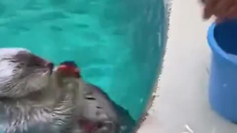 smart sea otter.