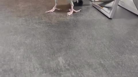 Best acting award goes to... 🦜