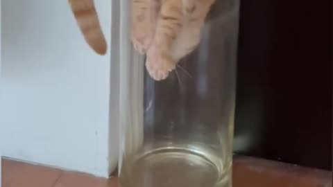 Ох уж эти коты!))