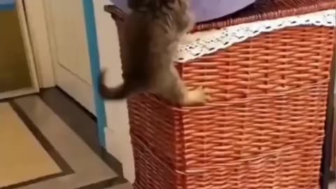 Funny animal videos 2023 - Funny cats/dogs - Funny animals -Part82/Haypyy Pett