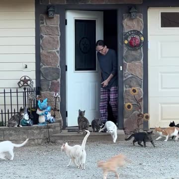 Our Cats have a Favorite People!!!