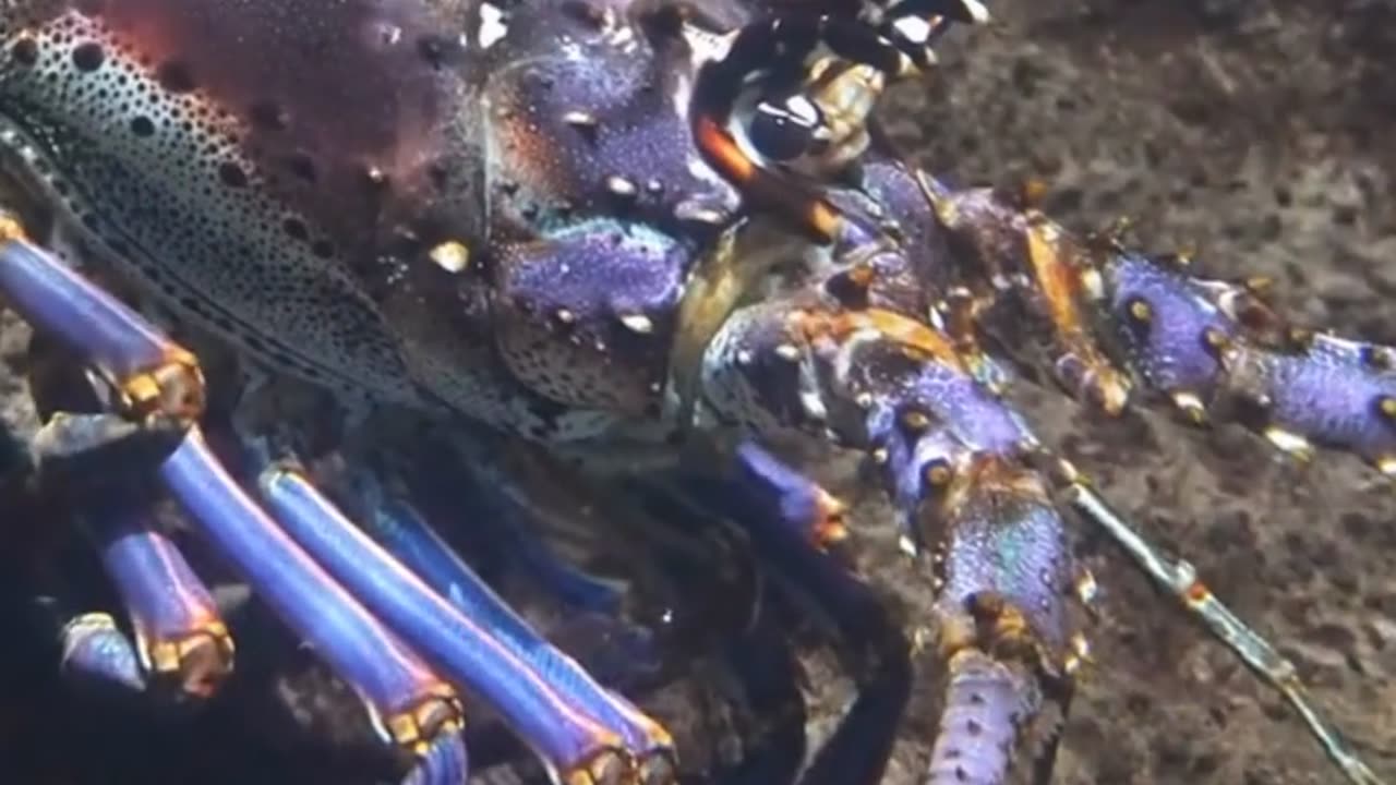 🦐 Mantis Shrimp PUNCHES Like a BULLET! (Nature’s Superpower)