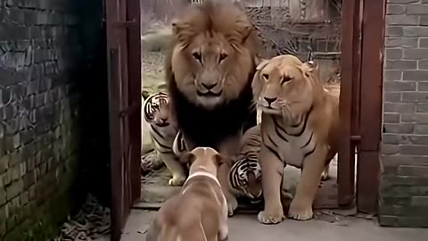The fearless cat forced the lions to flee