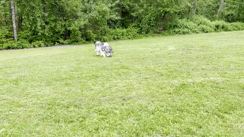Grizz and Meeka hangout 3290483290842