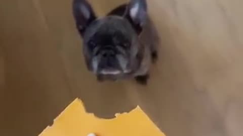 Rating my dogs small bite 😯