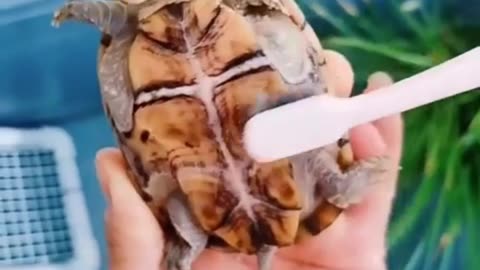 Brush it slowly