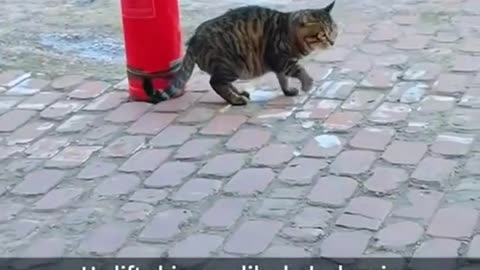 Littels Dog's Comedy Videos 🤣 so cute videos 😍 funny videos 🤣 Live Camera without camera 🤣