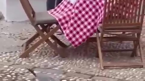 Uninvited and rude guests 😂
