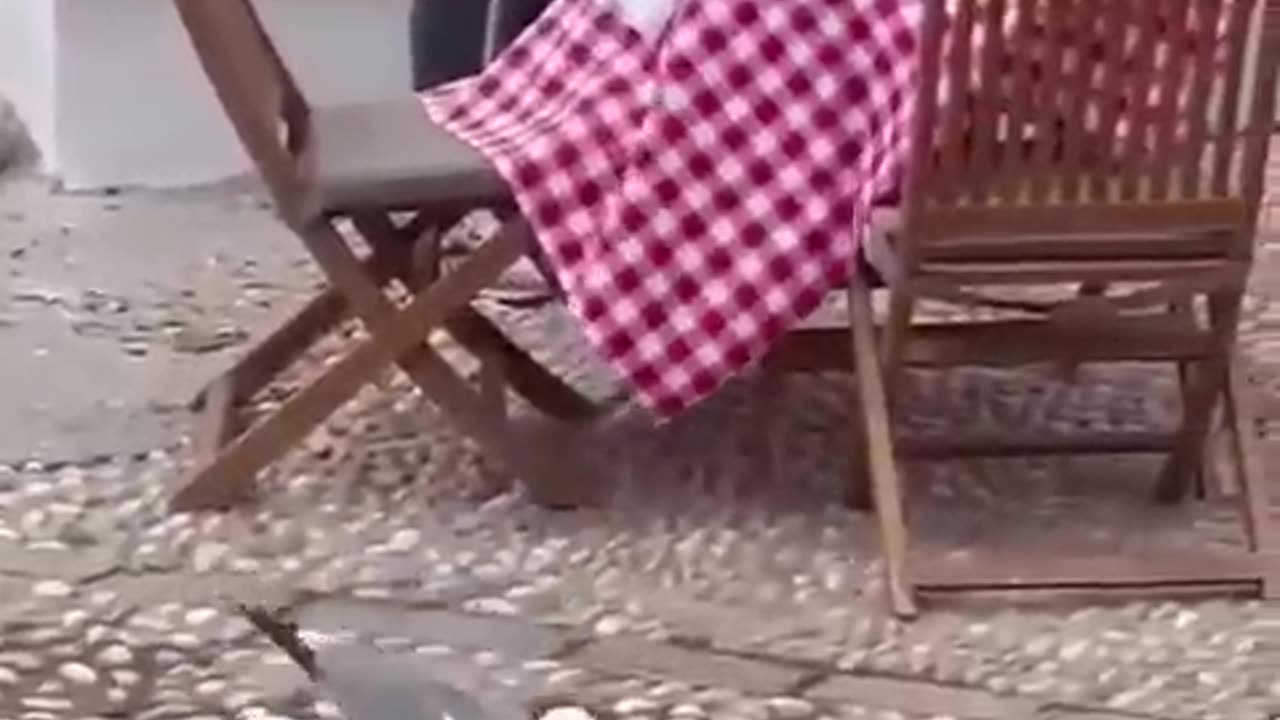 Uninvited and rude guests 😂