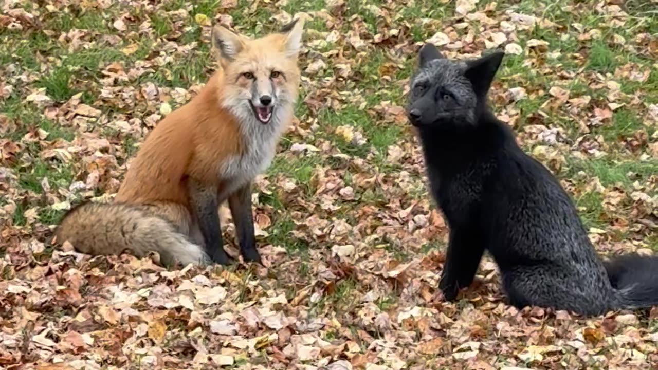 Foxes Fighting