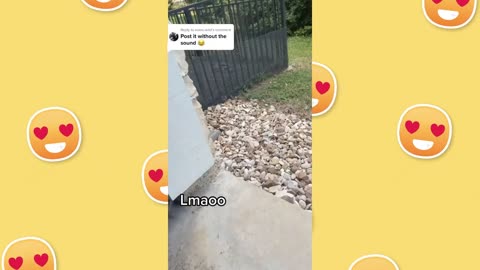 Funny Dog Reactions🤣😅 - The Best Video for You