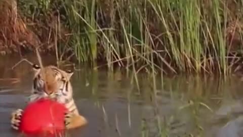 This is an uninterrupted minute of Maruay the rescued tiger with his beloved ball