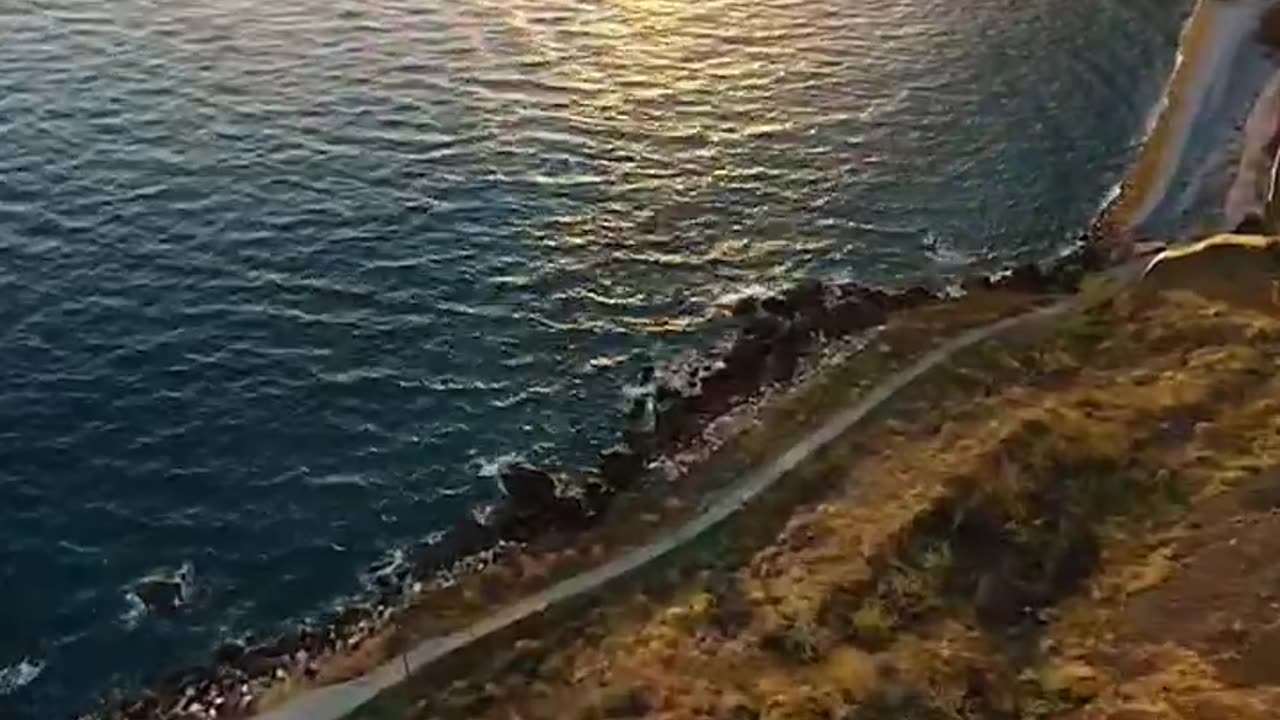 The most Beautiful tree in madeira?