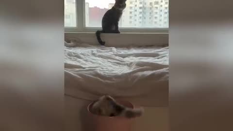 Funniest Cats and Dogs Clip 2025