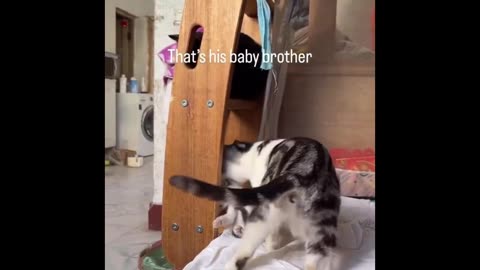 Silly Kitty Antics: Non-Stop Funny Compilation!