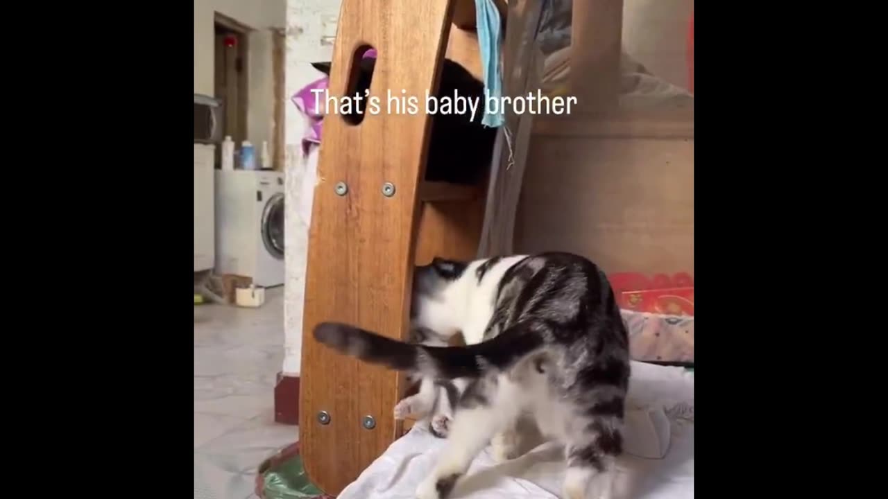 Silly Kitty Antics: Non-Stop Funny Compilation!
