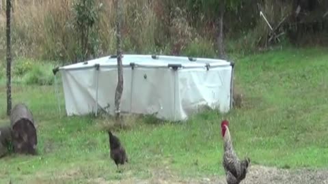hen