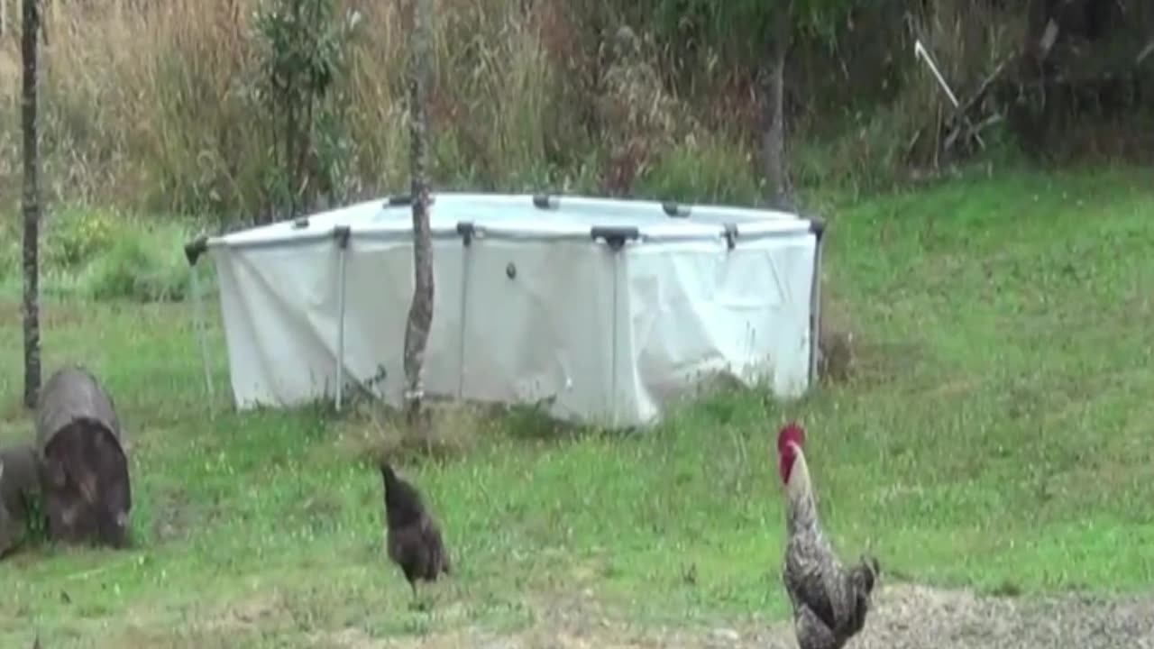 hen