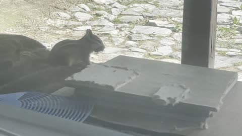 Chipmunk prepping her nest