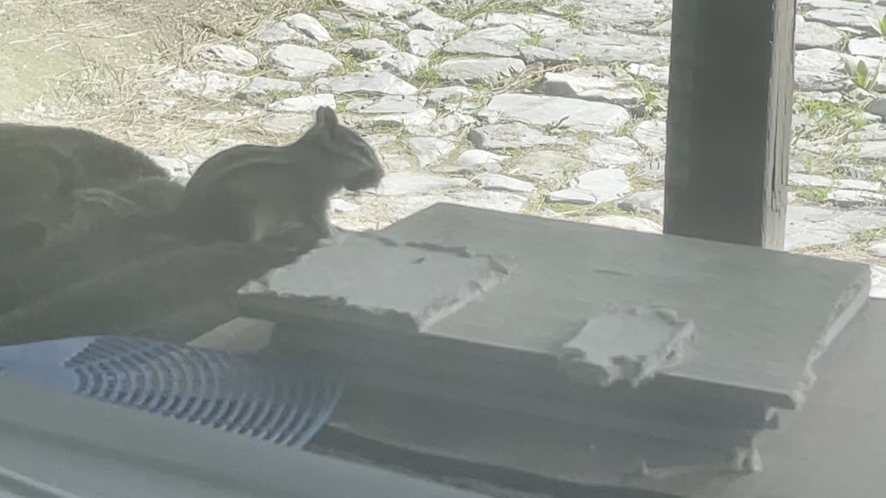 Chipmunk prepping her nest