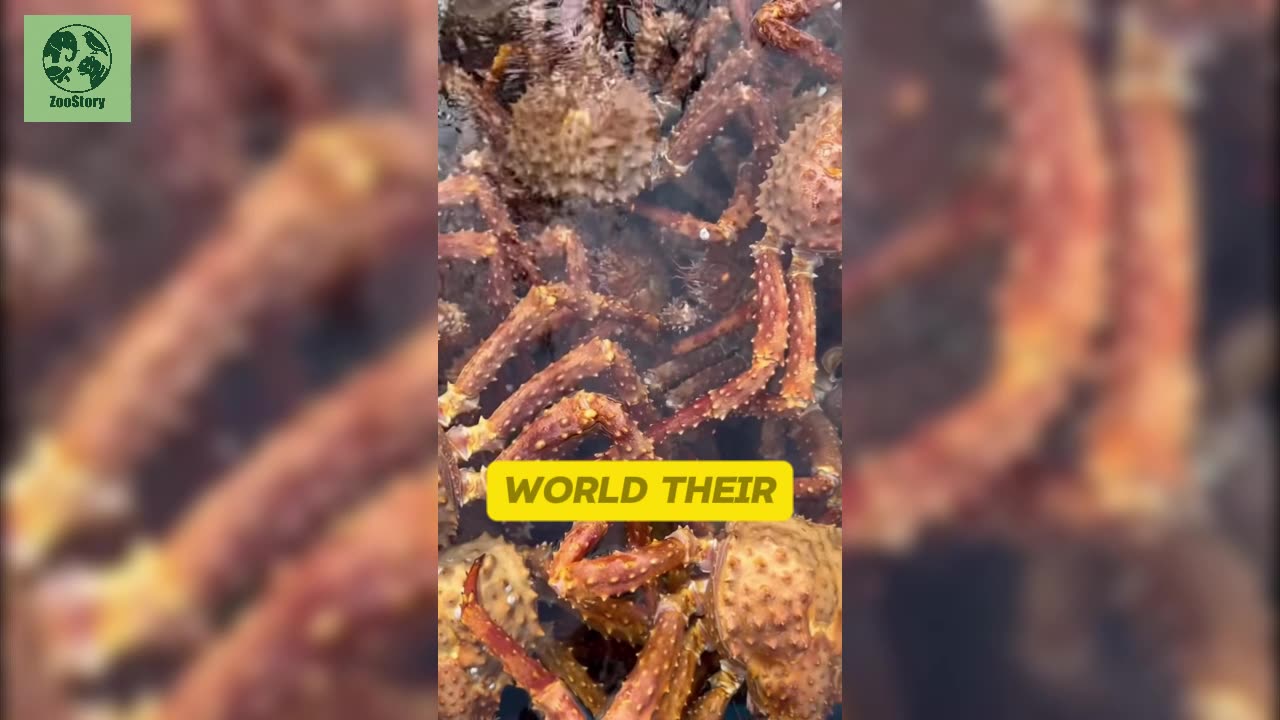 The Mighty King Crab: Ruler of the Deep