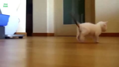 "Such a cute cat, and the kitten is meowing nonstop."